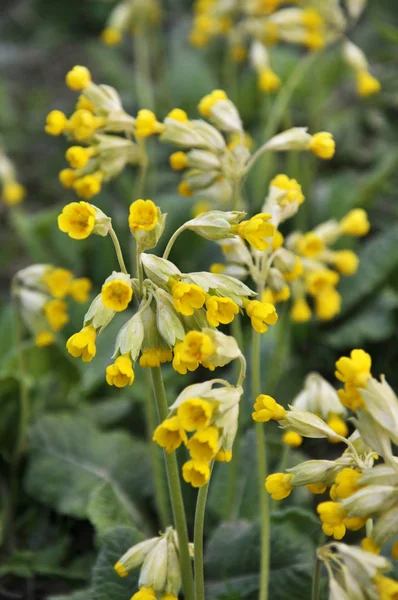 Την άνοιξη ανθίζει στη φύση το πρίμουλο (Primula veris) — Φωτογραφία Αρχείου