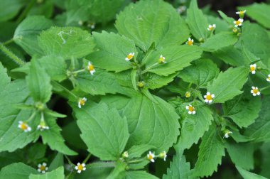 Tarlada galinsoga parviflora çiçeği açar.