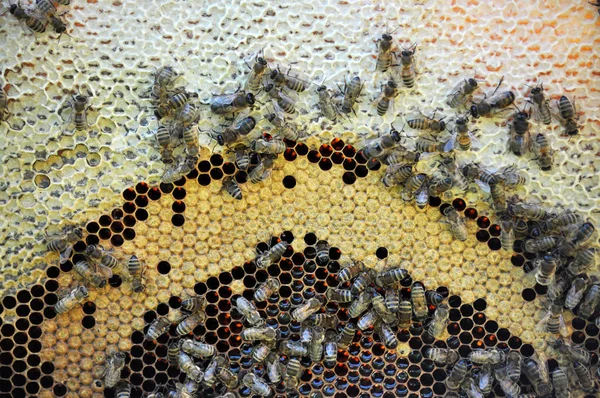 In de korf zit de bijenfamilie op de honingraat.. — Stockfoto