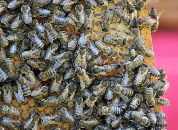A kaptárban, a méhcsalád a méhsejteken van.. — Stock Fotó