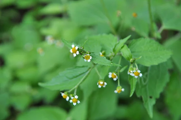 Na polu kwitnie galinsoga parviflora — Zdjęcie stockowe