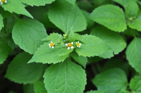 En el campo florece galinsoga parviflora — Foto de Stock