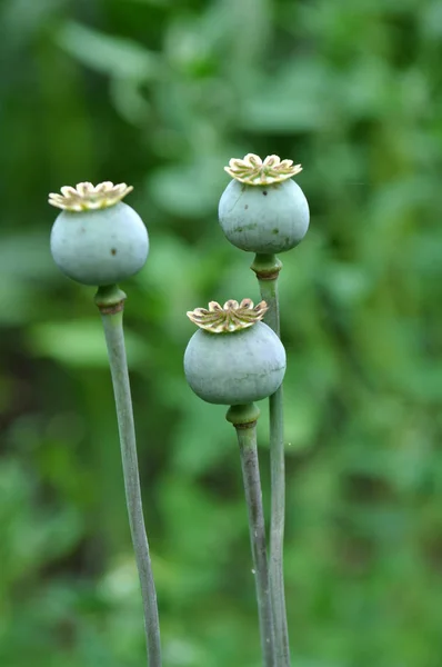 No jardim cresce uma papoula com cabeças verdes — Fotografia de Stock