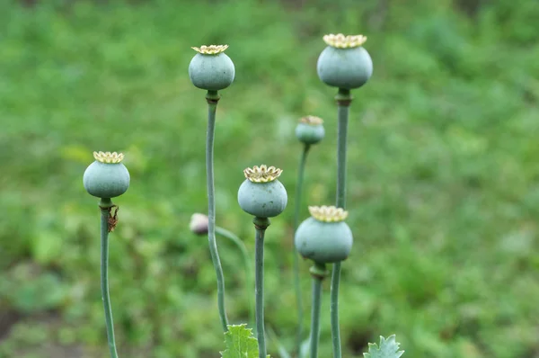Στον κήπο μεγαλώνει μια παπαρούνα με πράσινα κεφάλια — Φωτογραφία Αρχείου