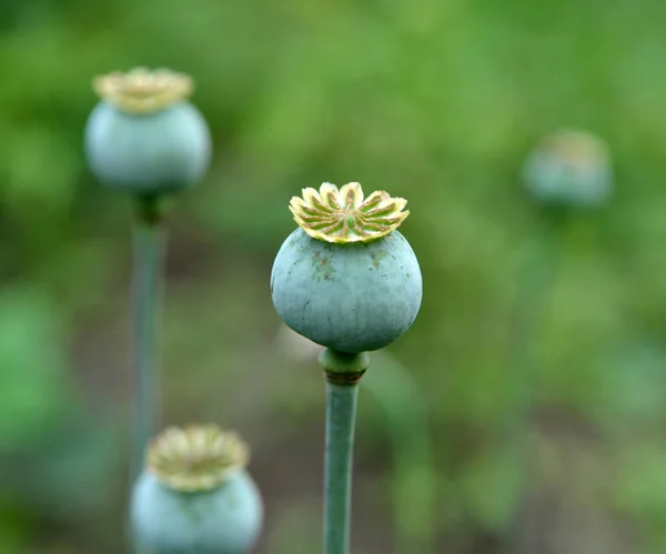 In the garden grows a poppy with green heads — Stock Photo, Image