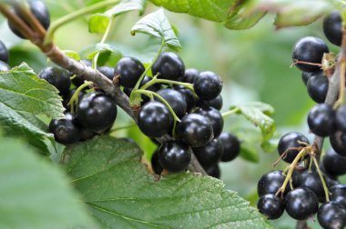 Çalımeyveleri üzerinde olgun frenk üzümü vardır.