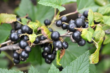 Çalımeyveleri üzerinde olgun frenk üzümü vardır.