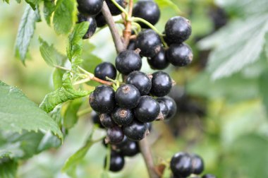 Çalımeyveleri üzerinde olgun frenk üzümü vardır.