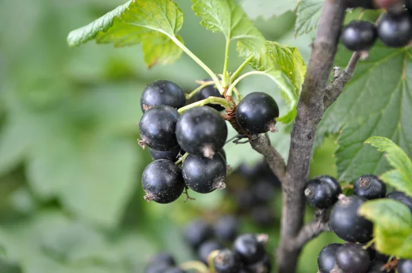 På Bush bär är mogna vinbär. — Stockfoto