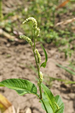 Ot Persicaria lapathifolia açık arazide yetişir.