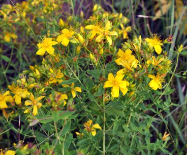 Yabani çiçek Hypericum perforatum olarak 