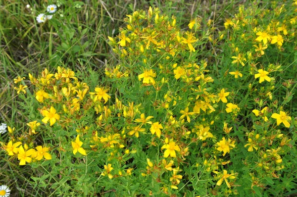 En la floración salvaje Hypericum perforatum —  Fotos de Stock