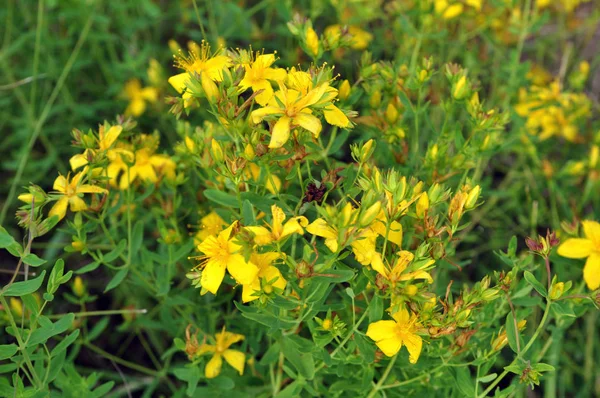 A vadon élő virágzás Hypericum perforatum — Stock Fotó