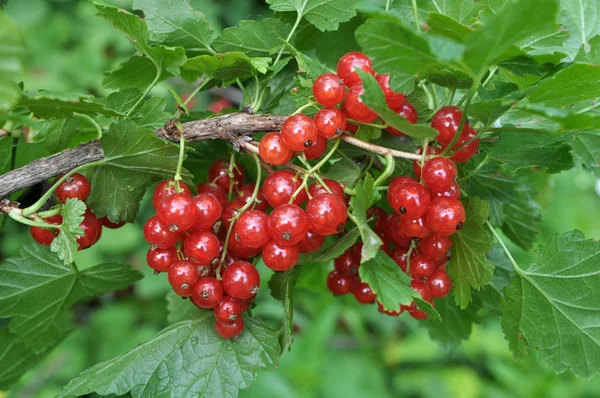 On the bush berries are ripe redcurrant — Stock Photo, Image