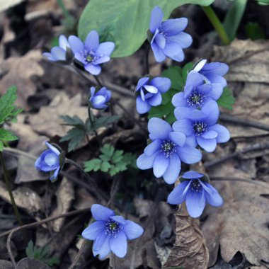 İlkbaharda, karaciğer otu (Hepatica nobilis) doğada çiçek açar..