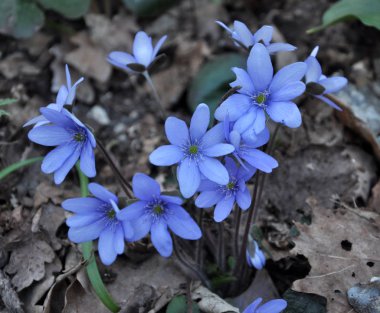 İlkbaharda, karaciğer otu (Hepatica nobilis) doğada çiçek açar..