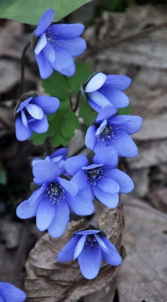 İlkbaharda, karaciğer otu (Hepatica nobilis) doğada çiçek açar.. — Stok fotoğraf