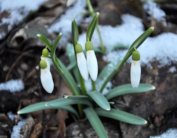 Gotas de neve floridas na floresta — Fotografia de Stock