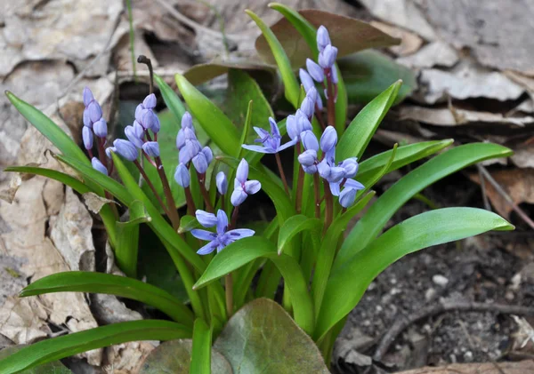 In the spring in the forest blooms snowdrop two-leafed (Scilla b — Stock Photo, Image