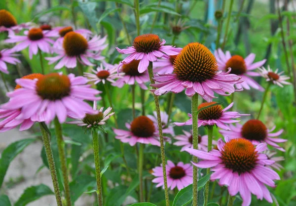 Kwitną w przyrodzie Echinacea purpurea — Zdjęcie stockowe