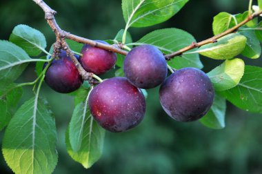 Olgunlaşmış erik meyvelerinin dalında (Prunus cerasifera).