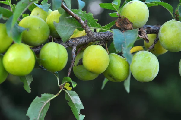 Pada cabang matang buah kuning plum (Prunus cerasifera ). — Stok Foto