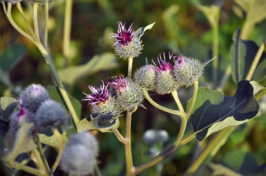 Yaban hayatı çiçek Dulavratotu içinde