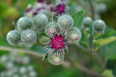 Yaban hayatı çiçek Dulavratotu içinde