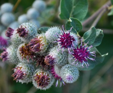 Yaban hayatı çiçek Dulavratotu içinde