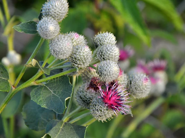 En la bardana flor de la vida silvestre — Foto de Stock