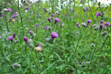 In the meadow among herbs blooms thistle (Carduus) .