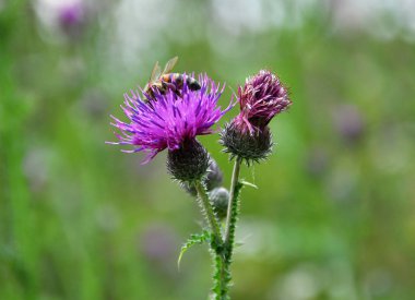 In the meadow among herbs blooms thistle (Carduus) .