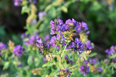 Çiçek açan yonca alandır