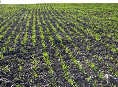 Kış buğday sowings