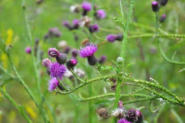 In the meadow among herbs blooms thistle (Carduus) . — Stock Photo, Image