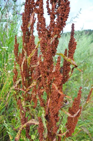 Part of a sorrel bush (Rumex confertus) growing in nature with d — Stock Photo, Image