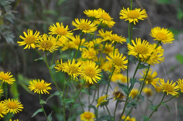 Inula fiorisce in natura in estate . — Foto Stock