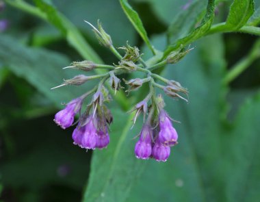 Çayırda, yaygın kuş (Symphytum officinale) bloo 'dur.