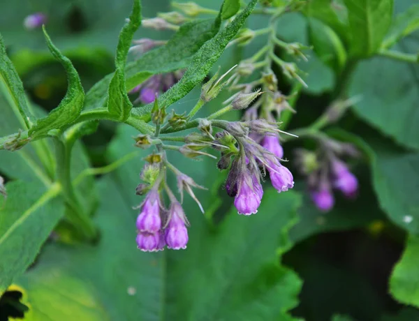 Na łące, pospolity comfrey (Symphytum officinale) jest bloo — Zdjęcie stockowe