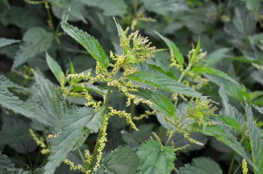 Doğal aşırı gelişmiş ısırgan otları (Urtica dioica).