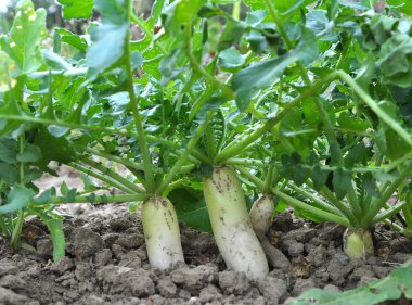 Daikon turp organik açık alanda yetişir