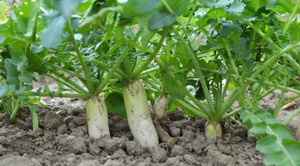 Daikon turp organik açık alanda yetişir