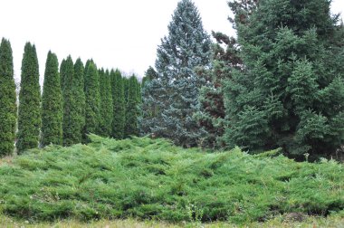 Bahçe, park, meydan, rekreasyon ar peyzaj tasarımı