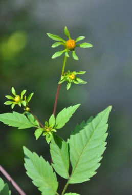 Çiçekli ot ama dilenci-tikler (Bidens üçlü partita)