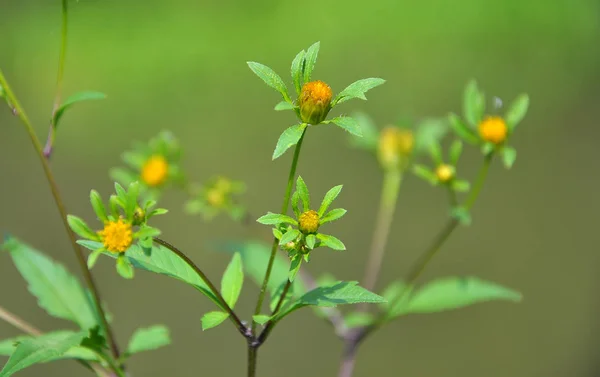 꽃피는 풀을 먹는 거지 - 진드기 (bidens tripartita)) — 스톡 사진