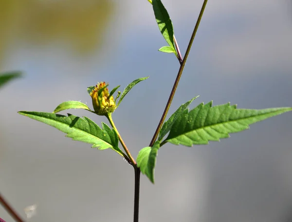 Flowering grass bur beggar-ticks (Bidens tripartita) — Stock Photo, Image