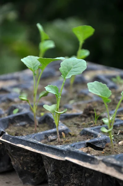 Semena zelí pěstovaná na plastových kazetách. — Stock fotografie