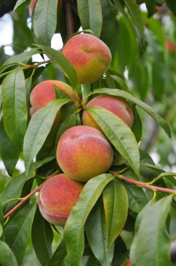 Ağaç dalı olgun şeftali meyve