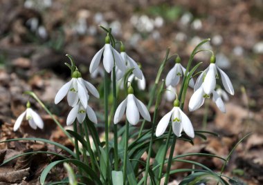 Ormanda ilkbaharda kardamlaları açar