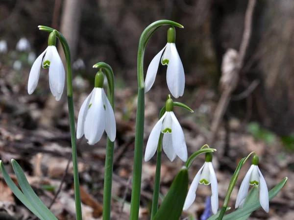 I skogen på våren blommar snödroppar — Stockfoto